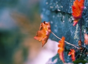 开云-断裂层，卡塞米罗的爆射与芬兰的强行终结—当秩序被瞬间洞穿