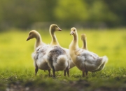 开云体育官网-破晓前的主角，欧冠决赛夜，基耶萨如何将沉默淬炼成唯一的答案