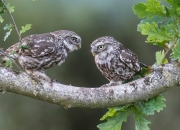 开云体育在线-铁血军团遭遇顽强抵抗，挪威神童一剑封喉—厄德高踏平洪都拉斯成唯一胜负手