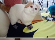 开云体育中国-卡拉斯科爆发！阿森纳绝杀多特蒙德，欧冠之夜的传奇