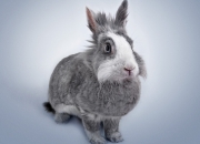 开云体育平台APP-当梅西的传说照进NBA西决战场，一粒足球的跨界绝杀