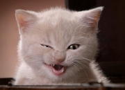 开云体育APP下载-蜂刺与狼嚎，北美森林中的绿茵战争