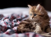 开云体育平台APP-篮球平行宇宙，布伦森独舞撕裂防线，广东团队风暴提前埋葬悬念