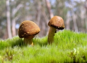 开云体育APP下载-天使之翼点燃蓝白风暴，丹麦铁血险胜书写新童话—迪马利亚爆发与丹麦险胜塞内加尔双线战报