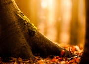 开云体育登录-赛道上的殖民记忆，巴雷拉在摩纳哥的阿尔及利亚式速胜