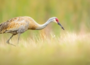 开云下载-关键先生卡马文加，墨西哥加时取胜突尼斯的幕后英雄