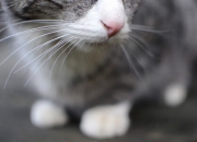 开云体育在线-跨越联赛的巨人对话，文班亚马末节统治攻防，尼克斯战术洪流冲垮广厦防线 一场虚构的跨洲际篮球盛宴，看新星如何定义关键先生