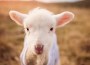 开云体育APP下载-杜兰特关键先生本色尽显，魔术队狂胜吉林队迎国际赛首胜