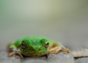 开云体育在线-冰与火的救赎，当死神杜兰特用冷静冰封热火