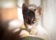 开云APP-奥运周期关键战的隐藏伏笔，火箭一波流击溃步行者，吹响的真是常规赛号角？