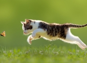 开云体育app-勇士王朝的钥匙，为何偏偏在克莱手中？记那场令凯尔特人心碎的完美演出