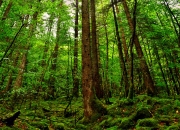 开云体育APP下载-绿茵场上的波斯风暴，伊朗史诗般逆袭，强势攻克马赛改写欧冠历史