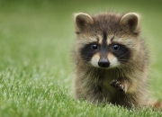 开云下载-焦点战启示录，当几内亚的盾，刺穿拜仁的矛