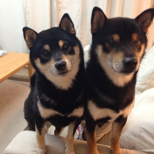 跨越大陆的绿茵启示，格列兹曼生涯之夜与突尼斯打穿多特的战术革命