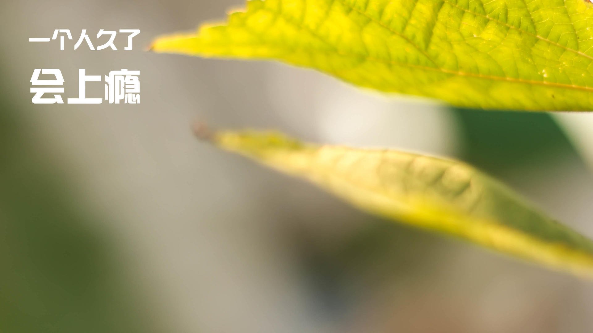 史上唯一双重剧本，国王碾压与切特绝杀，谁偷走了快船的剧本？