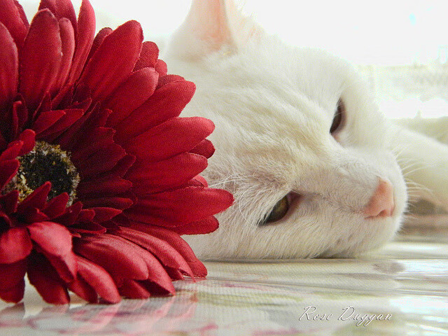 废墟之上，圆月弯刀，火箭的逆袭与一个新王的加冕