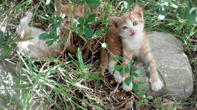 极速白刃战,拉文如何将F1年度争冠之夜刻入血性印记