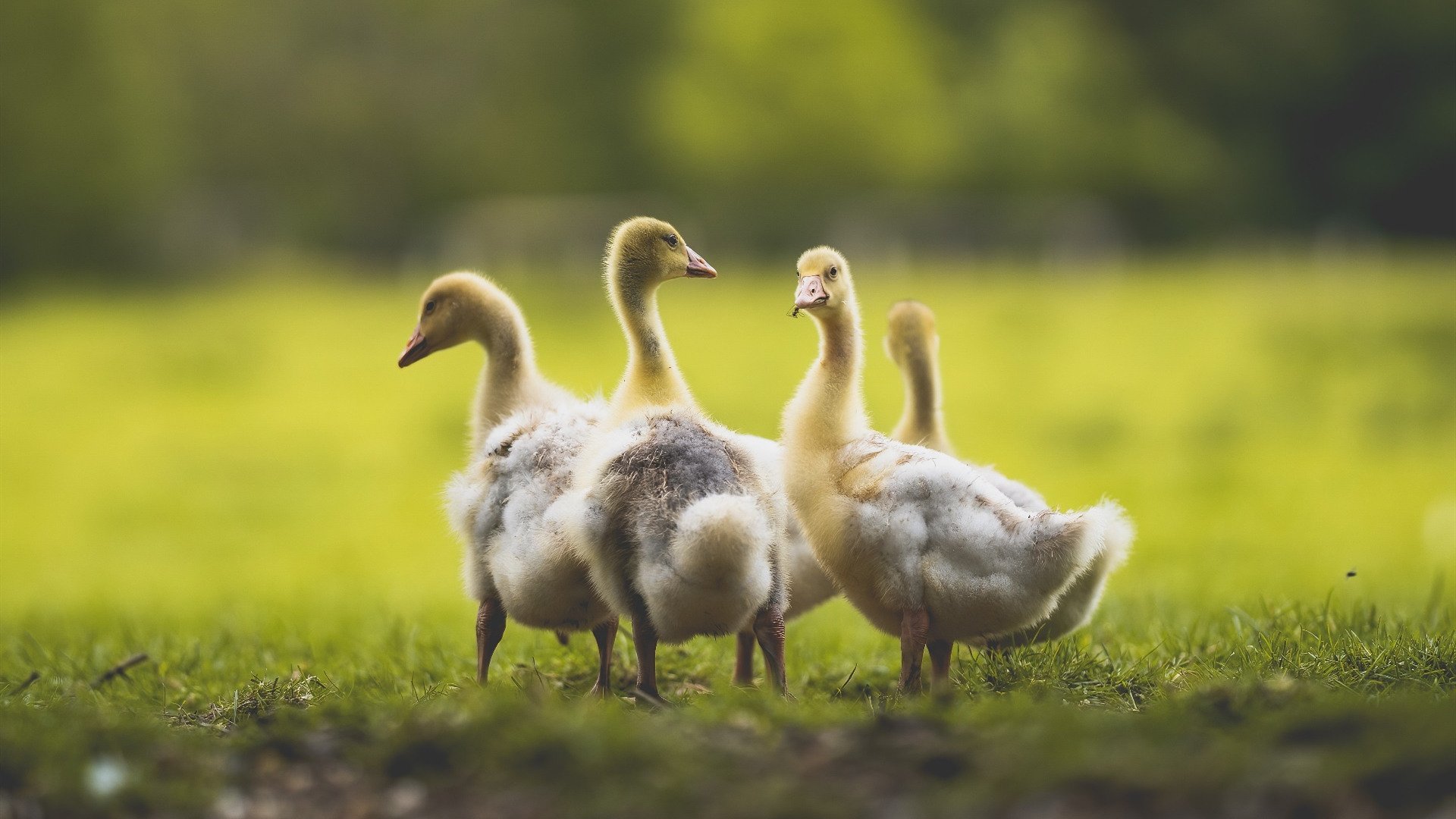 破晓前的主角，欧冠决赛夜，基耶萨如何将沉默淬炼成唯一的答案