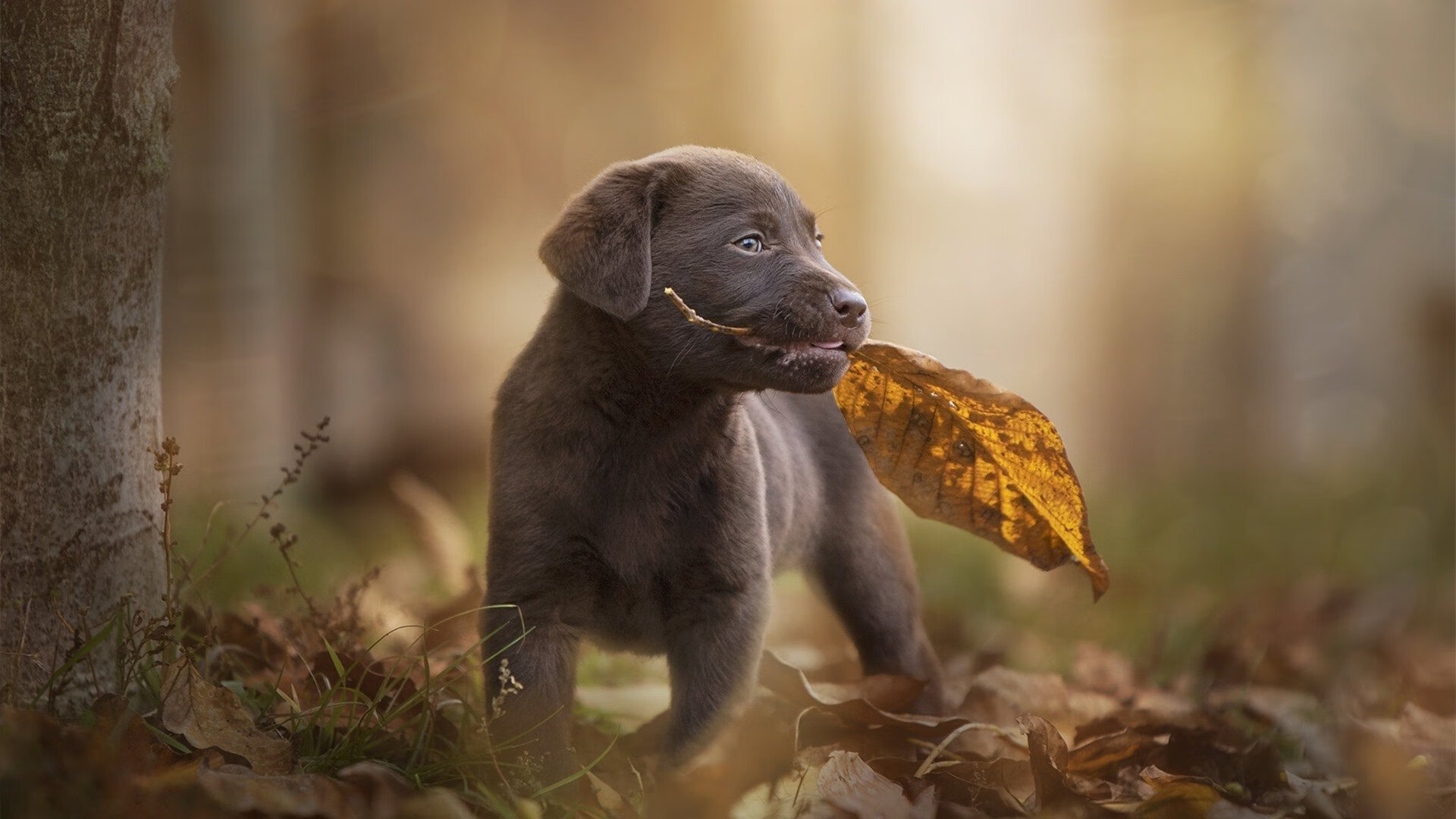 史书只写一页，雨夜、绝杀与德甲法则的唯一答案