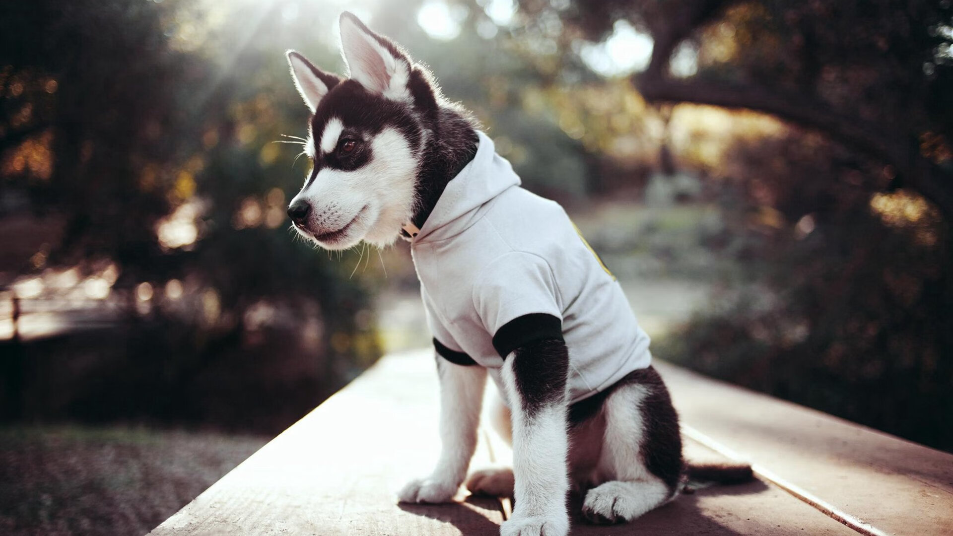 亚特兰大淘汰尼斯，当法甲黑马撞上德甲老江湖，阿坎吉的关键时刻从不手软