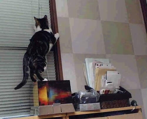 末节逆袭!掘金惊险击败灰熊,库里手感发烫成取胜关键