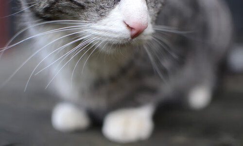 跨越联赛的巨人对话,文班亚马末节统治攻防,尼克斯战术洪流冲垮广厦防线 一场虚构的跨洲际篮球盛宴,看新星如何定义关键先生