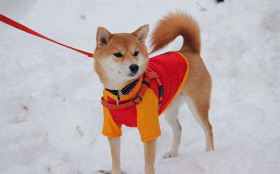 暗夜独舞,小贾伦的无声处惊雷