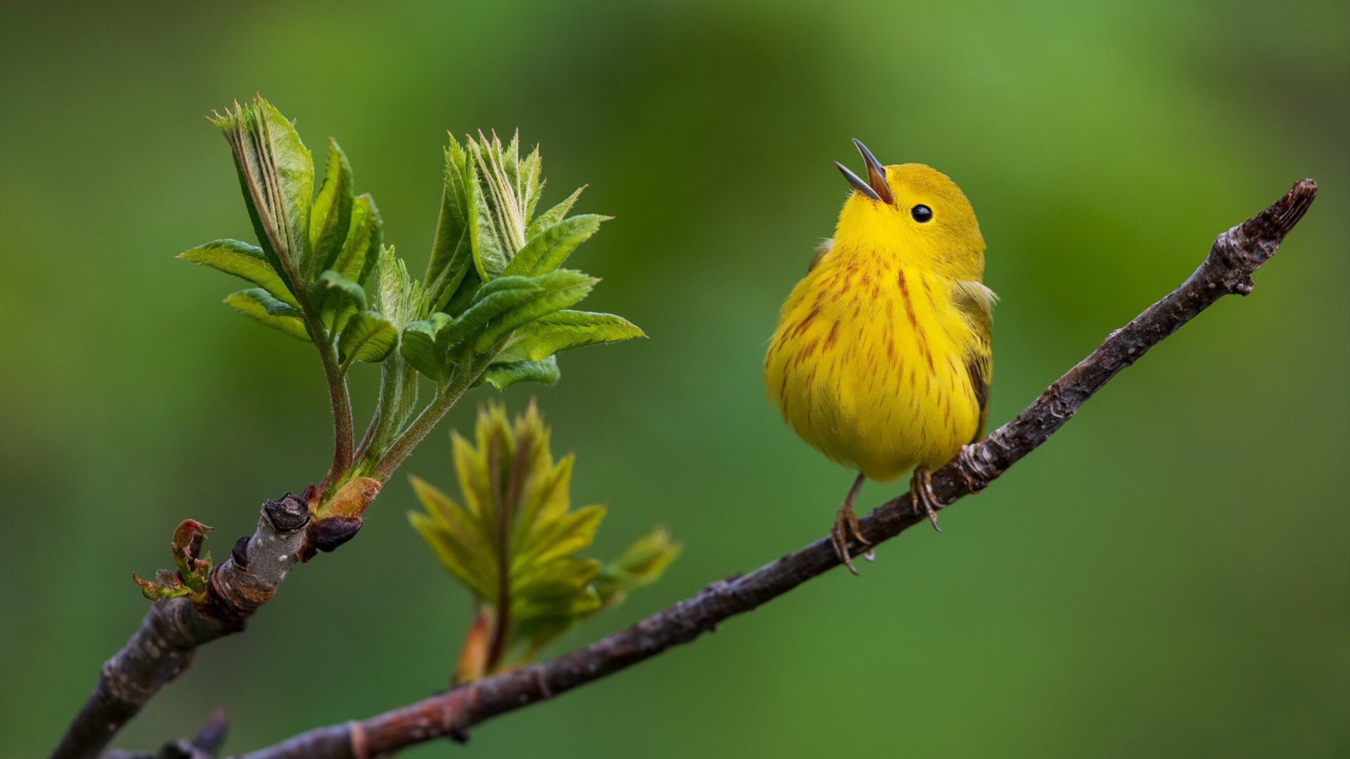 神锋降世!伊布王者归来,摩纳哥钢铁防线力克威尔士突围关键战