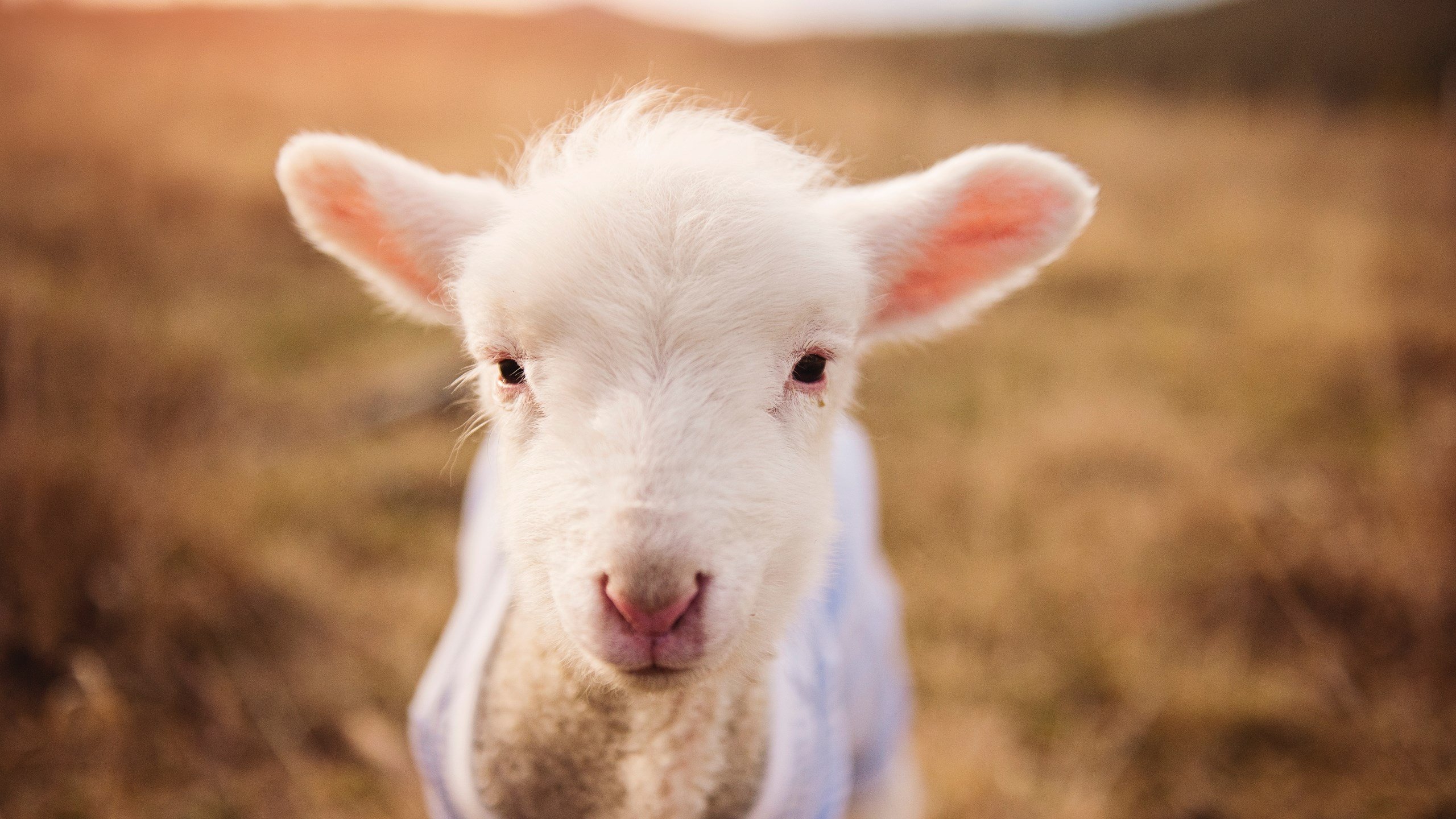 杜兰特关键先生本色尽显,魔术队狂胜吉林队迎国际赛首胜