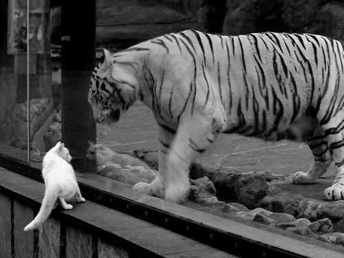 新北境之王诞生!英格拉姆44分弑旧主,猛龙险胜爵士锁定争冠组席位