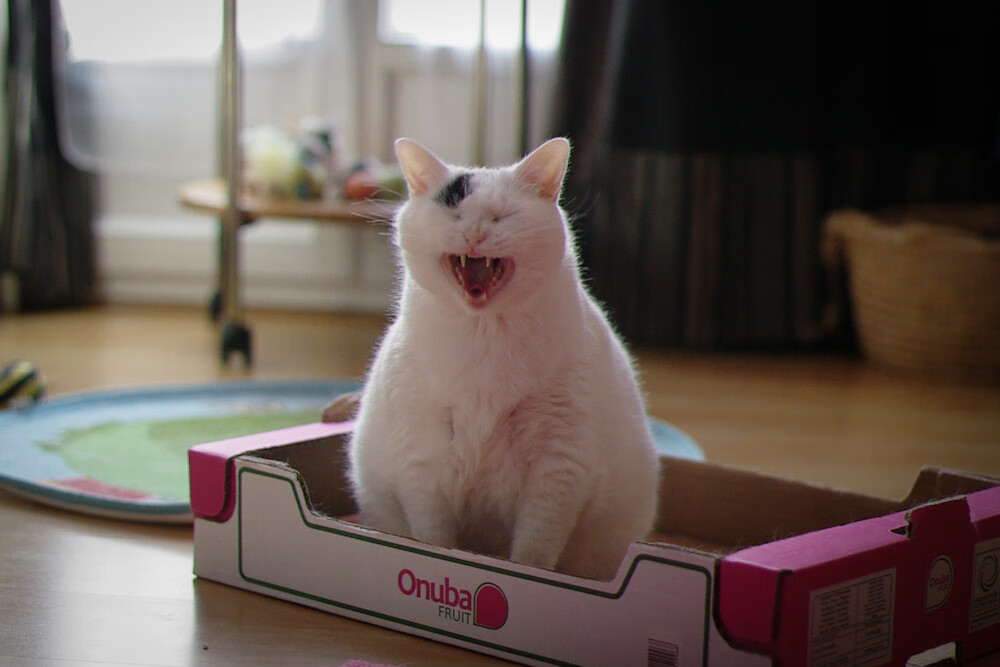 非洲之矛刺穿太极虎，巴雷拉奥运前哨战上演绝命接管