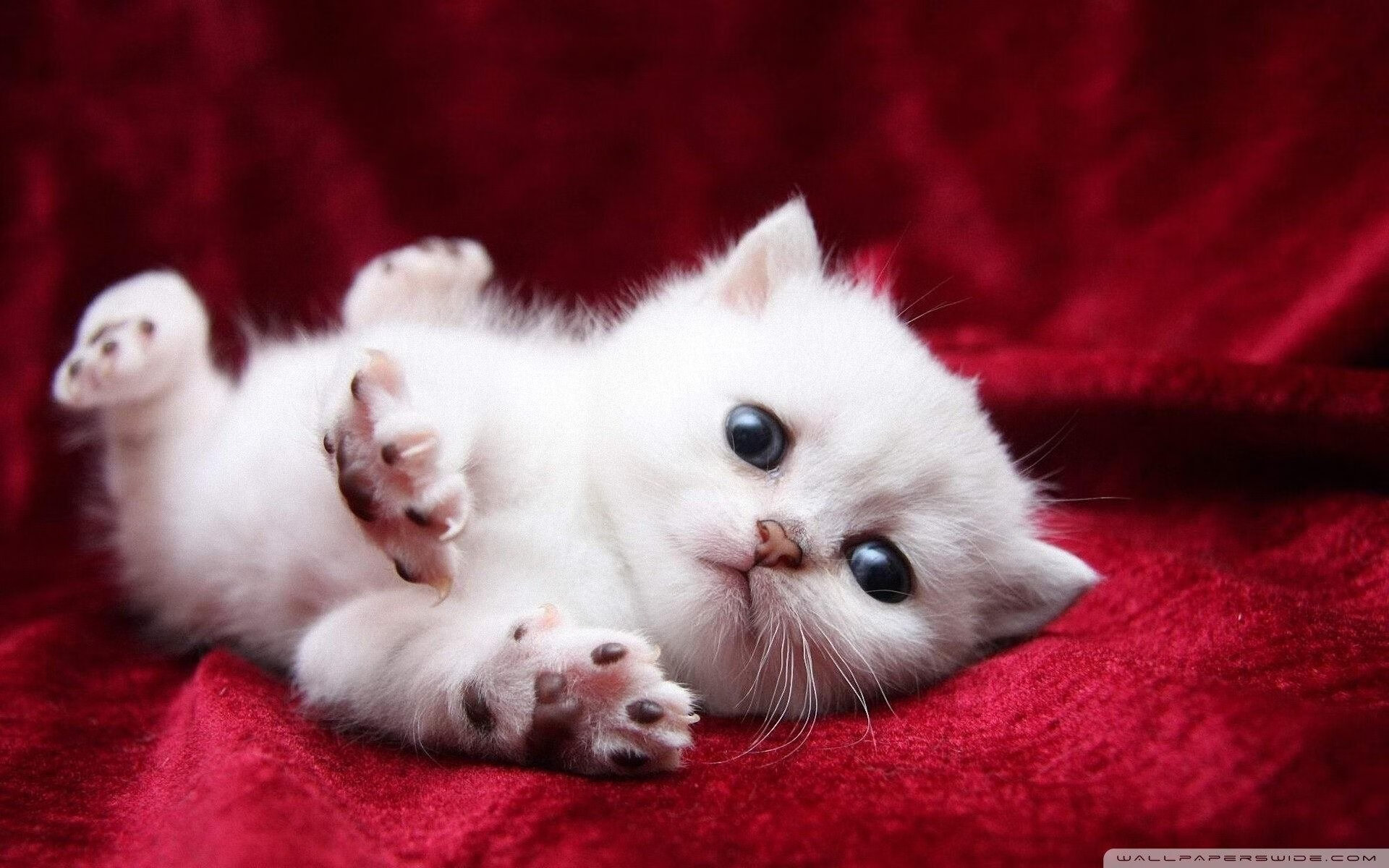 绿茵场上的西决生死战,切尔西闪电战击溃尼斯