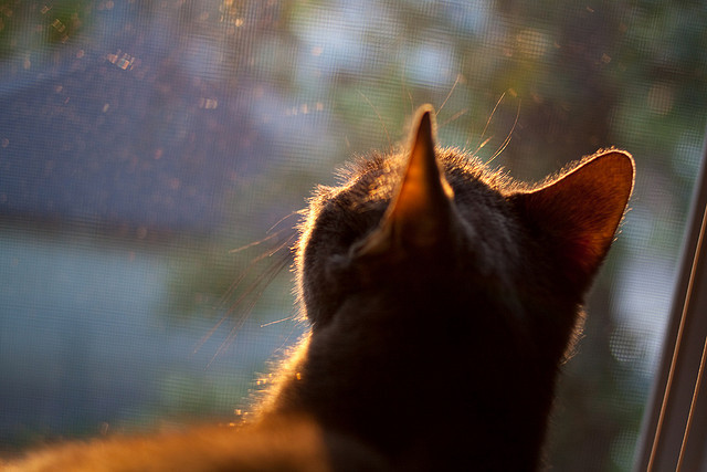 逆转夜与独行侠，当杜兰特站在世界中心