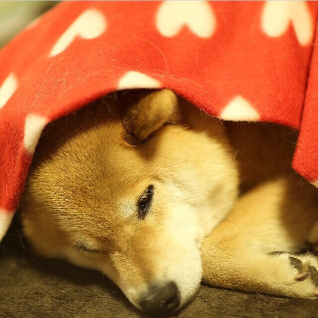 新王降临!班凯罗教科书式表演率新疆力克爵士