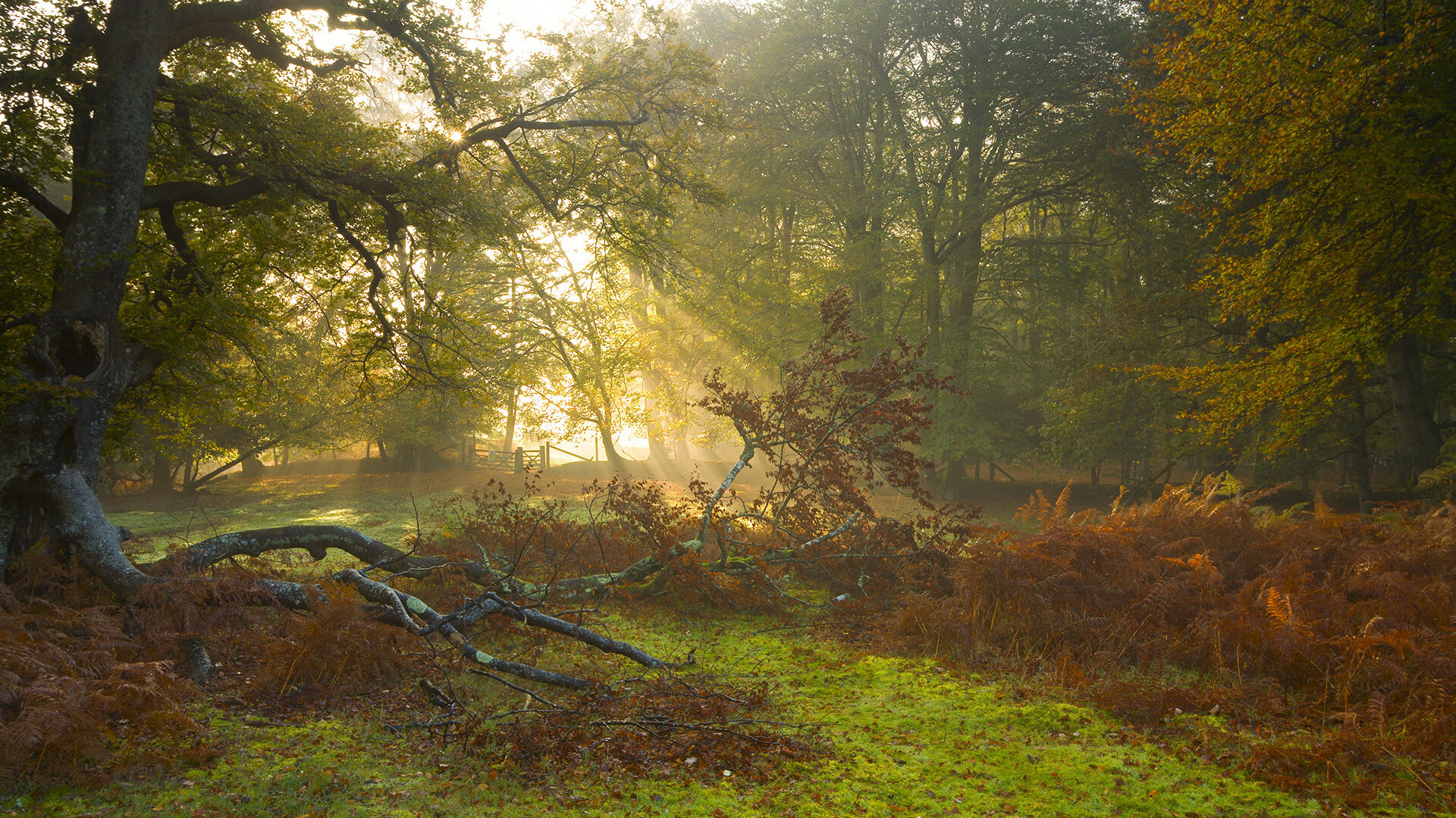 速度的对决,从F1的轰鸣到NBA的奔跑—新赛季的启示