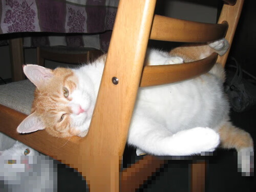 两种冠军，个人英雄主义与系统进化的对话